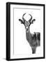 Safari Profile Collection - Antelope White Edition-Philippe Hugonnard-Framed Premium Photographic Print