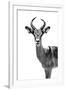 Safari Profile Collection - Antelope White Edition-Philippe Hugonnard-Framed Photographic Print