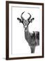 Safari Profile Collection - Antelope White Edition-Philippe Hugonnard-Framed Photographic Print