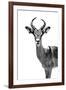 Safari Profile Collection - Antelope White Edition-Philippe Hugonnard-Framed Photographic Print