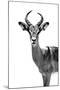 Safari Profile Collection - Antelope White Edition-Philippe Hugonnard-Mounted Photographic Print