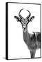 Safari Profile Collection - Antelope White Edition-Philippe Hugonnard-Framed Stretched Canvas