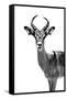 Safari Profile Collection - Antelope White Edition-Philippe Hugonnard-Framed Stretched Canvas