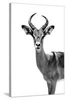 Safari Profile Collection - Antelope White Edition-Philippe Hugonnard-Stretched Canvas