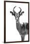 Safari Profile Collection - Antelope White Edition-Philippe Hugonnard-Framed Photographic Print