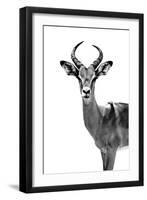 Safari Profile Collection - Antelope White Edition-Philippe Hugonnard-Framed Photographic Print