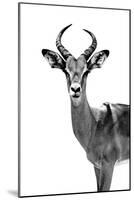 Safari Profile Collection - Antelope White Edition-Philippe Hugonnard-Mounted Photographic Print