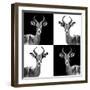 Safari Profile Collection - Antelopes II-Philippe Hugonnard-Framed Photographic Print