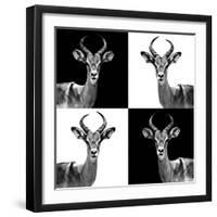 Safari Profile Collection - Antelopes II-Philippe Hugonnard-Framed Photographic Print