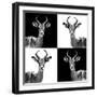 Safari Profile Collection - Antelopes II-Philippe Hugonnard-Framed Photographic Print