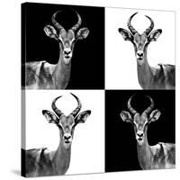 Safari Profile Collection - Antelopes II-Philippe Hugonnard-Stretched Canvas