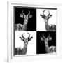 Safari Profile Collection - Antelopes II-Philippe Hugonnard-Framed Photographic Print