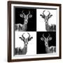 Safari Profile Collection - Antelopes II-Philippe Hugonnard-Framed Photographic Print