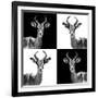 Safari Profile Collection - Antelopes II-Philippe Hugonnard-Framed Photographic Print