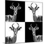 Safari Profile Collection - Antelopes II-Philippe Hugonnard-Mounted Photographic Print