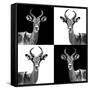 Safari Profile Collection - Antelopes II-Philippe Hugonnard-Framed Stretched Canvas