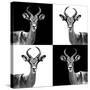 Safari Profile Collection - Antelopes II-Philippe Hugonnard-Stretched Canvas