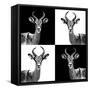 Safari Profile Collection - Antelopes II-Philippe Hugonnard-Framed Stretched Canvas