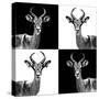 Safari Profile Collection - Antelopes II-Philippe Hugonnard-Stretched Canvas