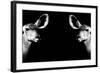 Safari Profile Collection - Antelopes Impalas Face to Face Black Edition II-Philippe Hugonnard-Framed Photographic Print