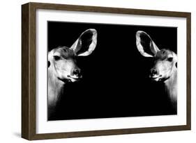 Safari Profile Collection - Antelopes Impalas Face to Face Black Edition II-Philippe Hugonnard-Framed Photographic Print