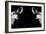 Safari Profile Collection - Antelopes Impalas Face to Face Black Edition II-Philippe Hugonnard-Framed Photographic Print