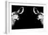 Safari Profile Collection - Antelopes Impalas Face to Face Black Edition II-Philippe Hugonnard-Framed Photographic Print
