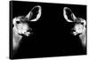 Safari Profile Collection - Antelopes Impalas Face to Face Black Edition II-Philippe Hugonnard-Framed Stretched Canvas