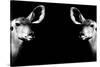 Safari Profile Collection - Antelopes Impalas Face to Face Black Edition II-Philippe Hugonnard-Stretched Canvas