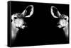 Safari Profile Collection - Antelopes Impalas Face to Face Black Edition II-Philippe Hugonnard-Framed Stretched Canvas