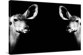 Safari Profile Collection - Antelopes Impalas Face to Face Black Edition II-Philippe Hugonnard-Stretched Canvas