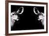 Safari Profile Collection - Antelopes Impalas Face to Face Black Edition II-Philippe Hugonnard-Framed Photographic Print