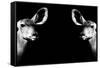 Safari Profile Collection - Antelopes Impalas Face to Face Black Edition II-Philippe Hugonnard-Framed Stretched Canvas