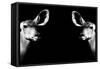 Safari Profile Collection - Antelopes Impalas Face to Face Black Edition II-Philippe Hugonnard-Framed Stretched Canvas