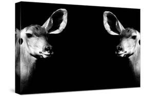 Safari Profile Collection - Antelopes Impalas Face to Face Black Edition II-Philippe Hugonnard-Stretched Canvas
