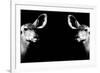 Safari Profile Collection - Antelopes Impalas Face to Face Black Edition II-Philippe Hugonnard-Framed Photographic Print