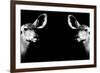 Safari Profile Collection - Antelopes Impalas Face to Face Black Edition II-Philippe Hugonnard-Framed Photographic Print