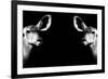 Safari Profile Collection - Antelopes Impalas Face to Face Black Edition II-Philippe Hugonnard-Framed Photographic Print
