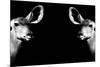 Safari Profile Collection - Antelopes Impalas Face to Face Black Edition II-Philippe Hugonnard-Mounted Photographic Print