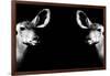 Safari Profile Collection - Antelopes Impalas Face to Face Black Edition II-Philippe Hugonnard-Framed Photographic Print