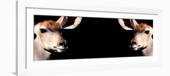 Safari Profile Collection - Antelopes Impalas Face to Face Black Edition III-Philippe Hugonnard-Framed Photographic Print