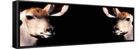 Safari Profile Collection - Antelopes Impalas Face to Face Black Edition III-Philippe Hugonnard-Framed Stretched Canvas