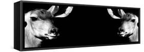 Safari Profile Collection - Antelopes Impalas Face to Face Black Edition IV-Philippe Hugonnard-Framed Stretched Canvas