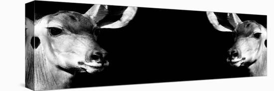 Safari Profile Collection - Antelopes Impalas Face to Face Black Edition IV-Philippe Hugonnard-Stretched Canvas
