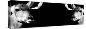 Safari Profile Collection - Antelopes Impalas Face to Face Black Edition IV-Philippe Hugonnard-Stretched Canvas