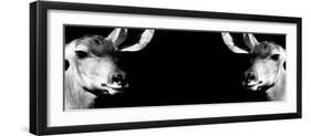 Safari Profile Collection - Antelopes Impalas Face to Face Black Edition IV-Philippe Hugonnard-Framed Photographic Print