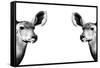 Safari Profile Collection - Antelopes Impalas Face to Face White Edition II-Philippe Hugonnard-Framed Stretched Canvas