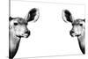 Safari Profile Collection - Antelopes Impalas Face to Face White Edition II-Philippe Hugonnard-Stretched Canvas