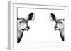 Safari Profile Collection - Antelopes Impalas Face to Face White Edition II-Philippe Hugonnard-Framed Photographic Print