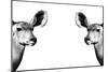 Safari Profile Collection - Antelopes Impalas Face to Face White Edition II-Philippe Hugonnard-Mounted Photographic Print